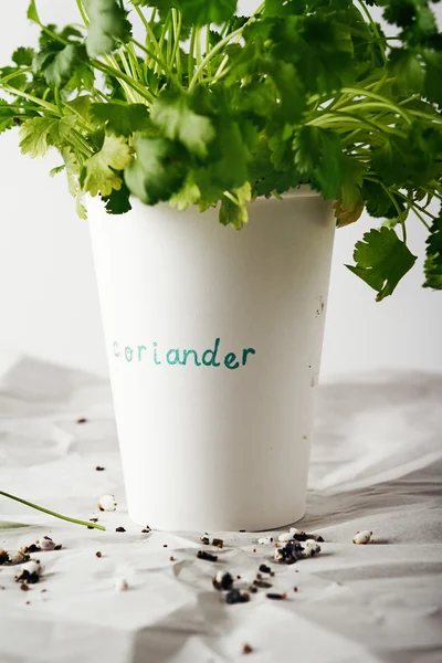 Cilantro koriander kruid groeit in een papieren kopje — Stockfoto