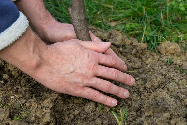 Ekilmiş bir ağacın zeminini düzelten insan elleri.