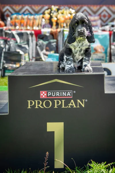 Kazanan Spor Köpeği Profesyonel Köpek Şovunda Birincilik Podyumunda