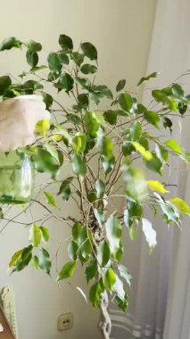 Salon İçi Ev Bitkisi Bitki Bakımı Sırasındaki Sprey Şişesinden Suyla Bırakıyor