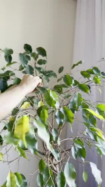 Ev bitkisinden alınan el temizleme tozu İç Bitki Bakımı sırasında ıslak bez ile bırakılıyor