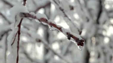 Karlı Avrupa 'da kar ve buz dalları