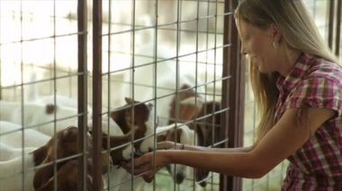 güzel kız onun keçi besleme