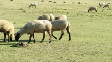koyun otlatma mera içinde pan