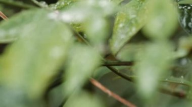 tilt yapraklarda buz