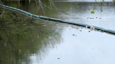 kuyrugu sazlık esintiyle hışır