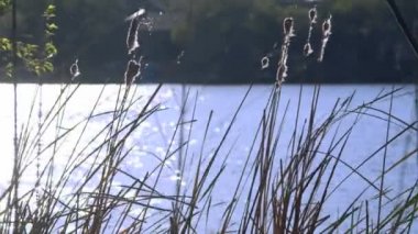 kuyrugu otlar rüzgarda