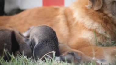 Dolly köpek ve köpek yavruları