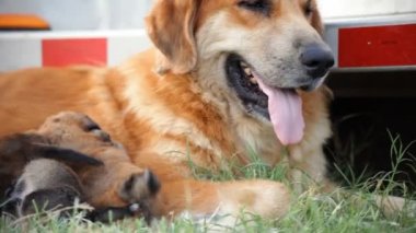 köpek ve pups yaptı dolly