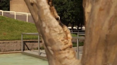 Dolly işkadını cep