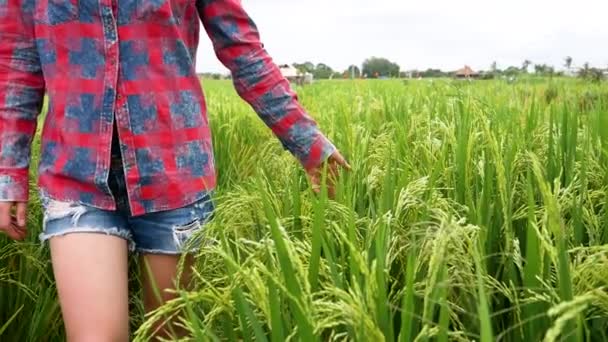 Une fille marche le long des terrasses de riz — Video