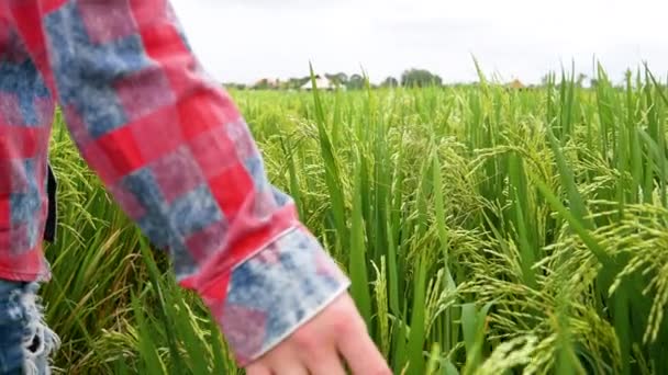 Dotýkat se rýžových rostlin dlaní ruky — Stock video