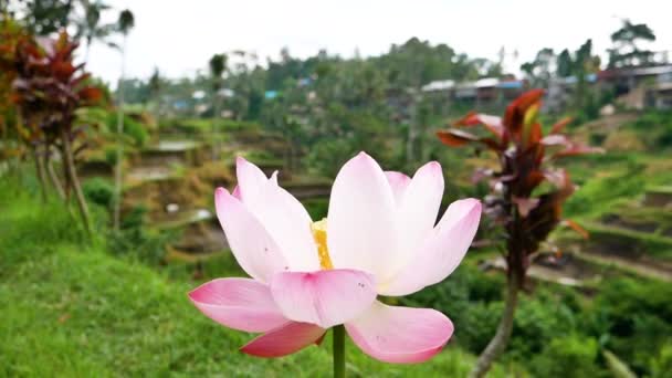 Квітка лотоса на фоні рисових терас — стокове відео