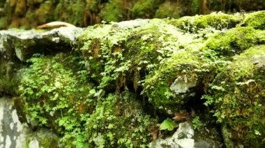 Etrafı yosun ve çimlerle kaplanmış beton bir duvar boyunca