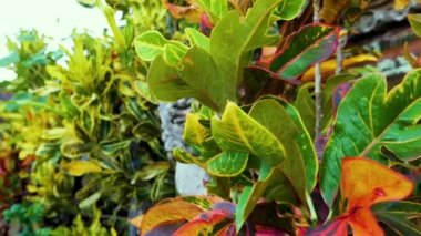 Bali Hinduizm heykelinin krotonu boyunca yapılan boylamsal araştırma