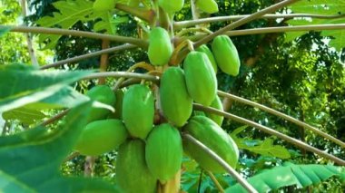Papaya meyveli bir ağaç Aşağıdan yukarıya yavaş çekimde
