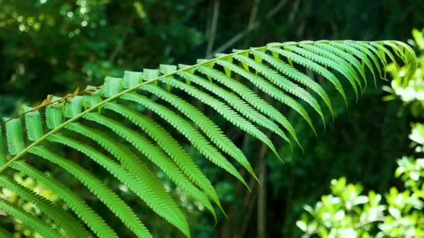 Der Wind bewegt das grüne Blatt des Farns — Stockvideo