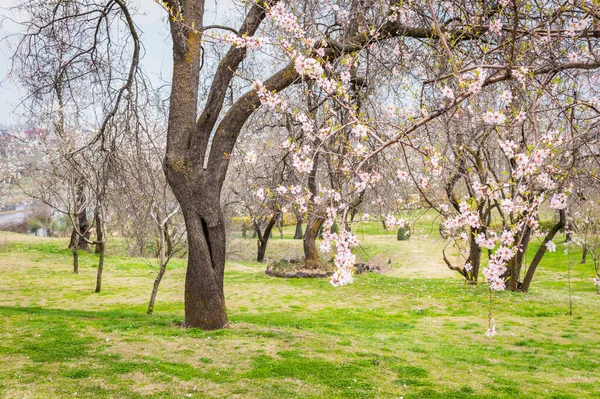 Srinagar, Kaşmir 'de pembe beyaz çiçekli badem ağaçları