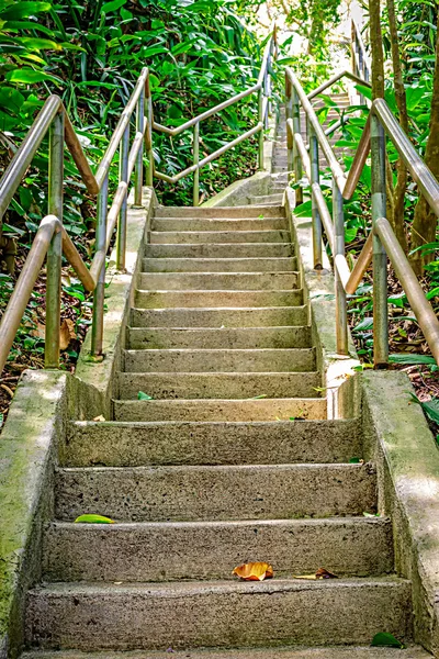丛林上楼梯 — 图库照片