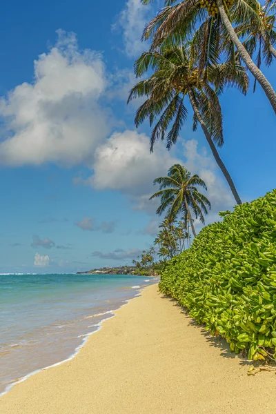 Kahala plaża 2 Obraz Stockowy