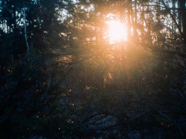 Genç Noel ağacı ilkbaharın başlarında, açık bir günde, Rusya