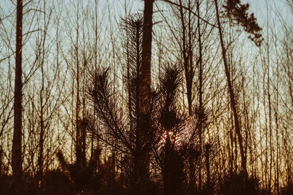 ロシアの晴れた日の早春の若いクリスマスツリー — ストック写真