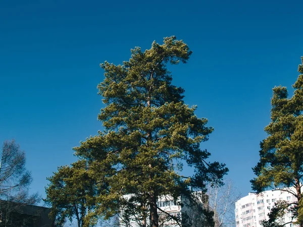 Bir Çam Ağacının Bir Parçası Mavi Bir Yaz Gökyüzüne Karşı — Stok fotoğraf