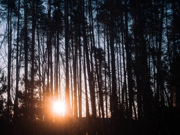 Large Green Birch Trees Forest Summer — Stock Photo, Image