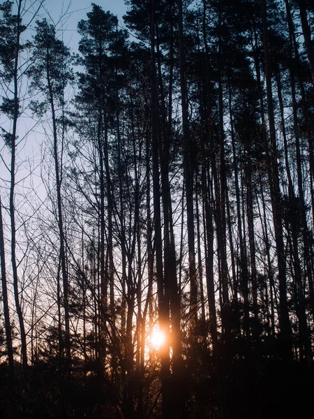 Large Green Birch Trees Forest Summer — Stock Photo, Image