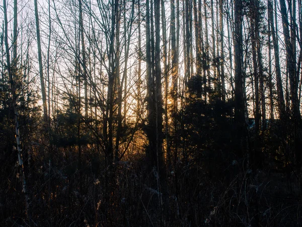 夏の大緑の白樺林 — ストック写真