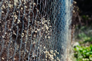 Rusya 'nın içinden geçen sera