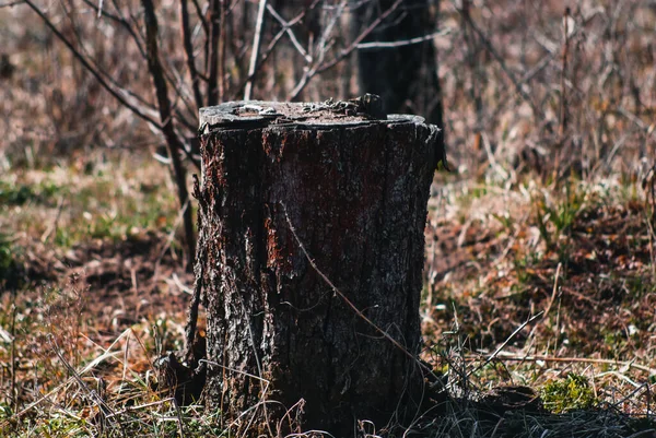 Gammal Stubbe Vårträdgården Ryssland — Stockfoto