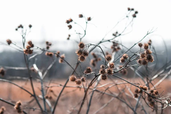 Baharda Tarlada Dikenli Çalılar Rusya — Stok fotoğraf