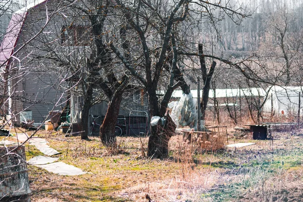 Ahşabın Arka Planındaki Eski Kütüğün Üzerinde Kopya Alanı Olan Bahçe — Stok fotoğraf