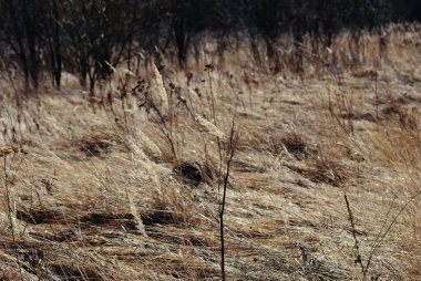 Rusya 'da baharda kurumuş çimlerin arasında küçük bir ağaç