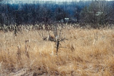 Rusya 'da baharda kurumuş çimlerin arasında küçük bir ağaç