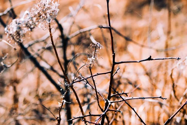 Planta Con Semillas Del Año Pasado Jardín Primavera Rusia —  Fotos de Stock