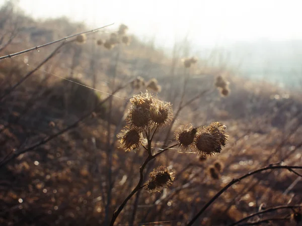 Hierba Seca Las Orillas Del Río Primavera Rusia —  Fotos de Stock