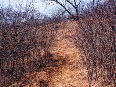 Rusya 'nın baharda nehir kıyısında kuru çimenler.