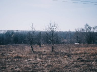 Rusya 'da baharda kurumuş çimlerin arasında küçük bir ağaç