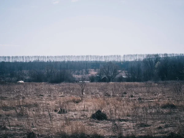 Piccolo Albero Tra Erba Secca Primavera Russia — Foto Stock