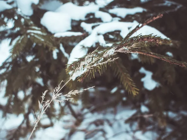 Sníh na smrkových větvích v zimě — Stock fotografie