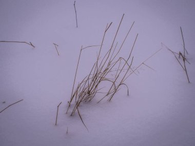 Kuru otlar kışın karın altından çıkar.