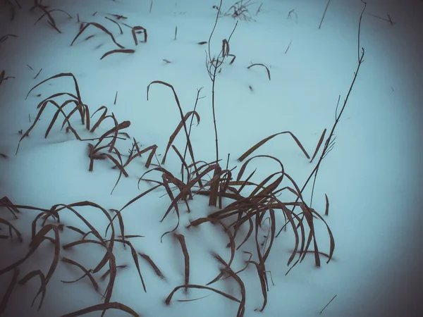 Im Winter ragt trockenes Gras unter dem Schnee hervor — Stockfoto