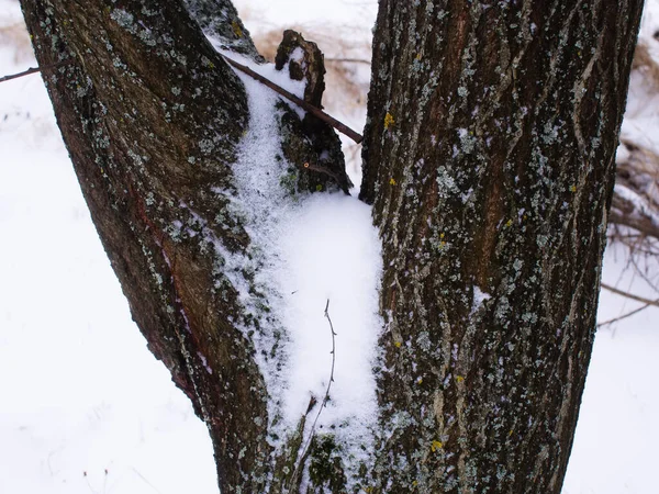 A neve está nas árvores em um dia nublado — Fotografia de Stock