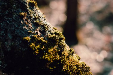 green moss on a tree in the forest in spring, Russia