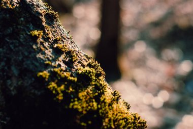 green moss on a tree in the forest in spring, Russia