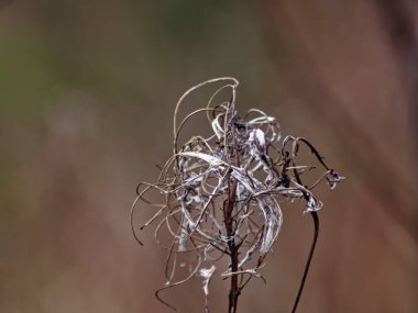 dog kennel in winter under the snow, Russia
