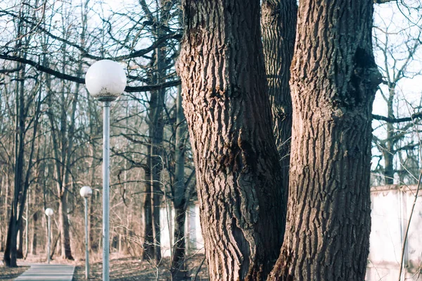 Trees Spring Park Moscow Spring — Stok fotoğraf