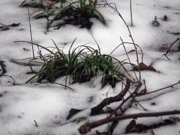Dry Grass Sticks Out Snow Winter Russia — Stockfoto